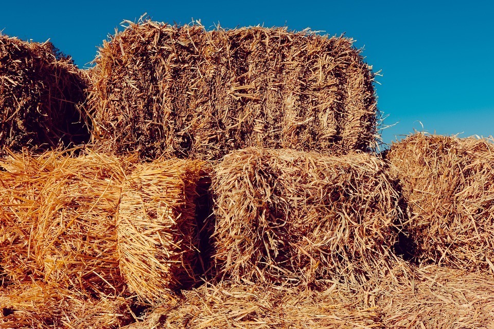 Hay Grass In Kenya