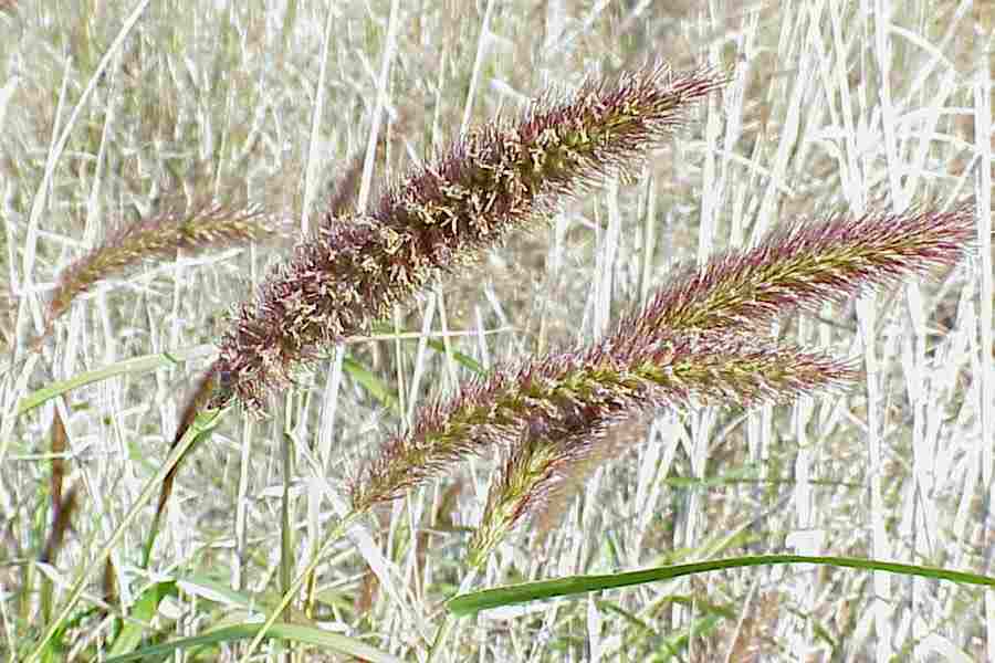 Cenchrus Ciliaris Seeds (Buffel, African Foxtail)