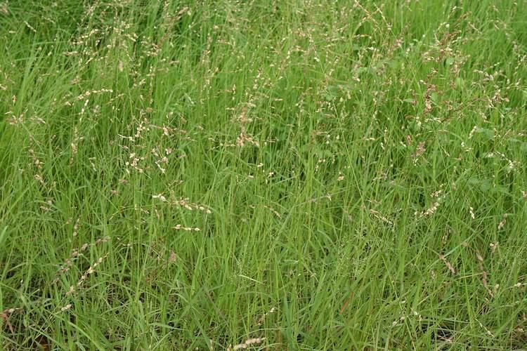 Maasai Love Grass (Eragrostis Superba)