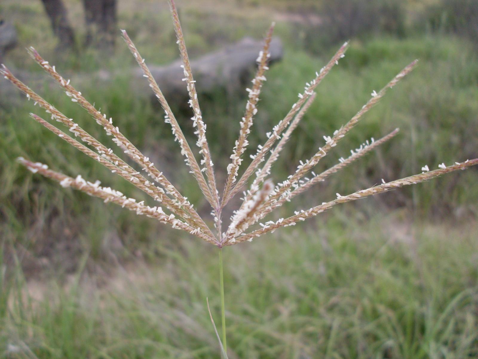 Boma Rhodes Grass Seeds (Chloris Gayana)