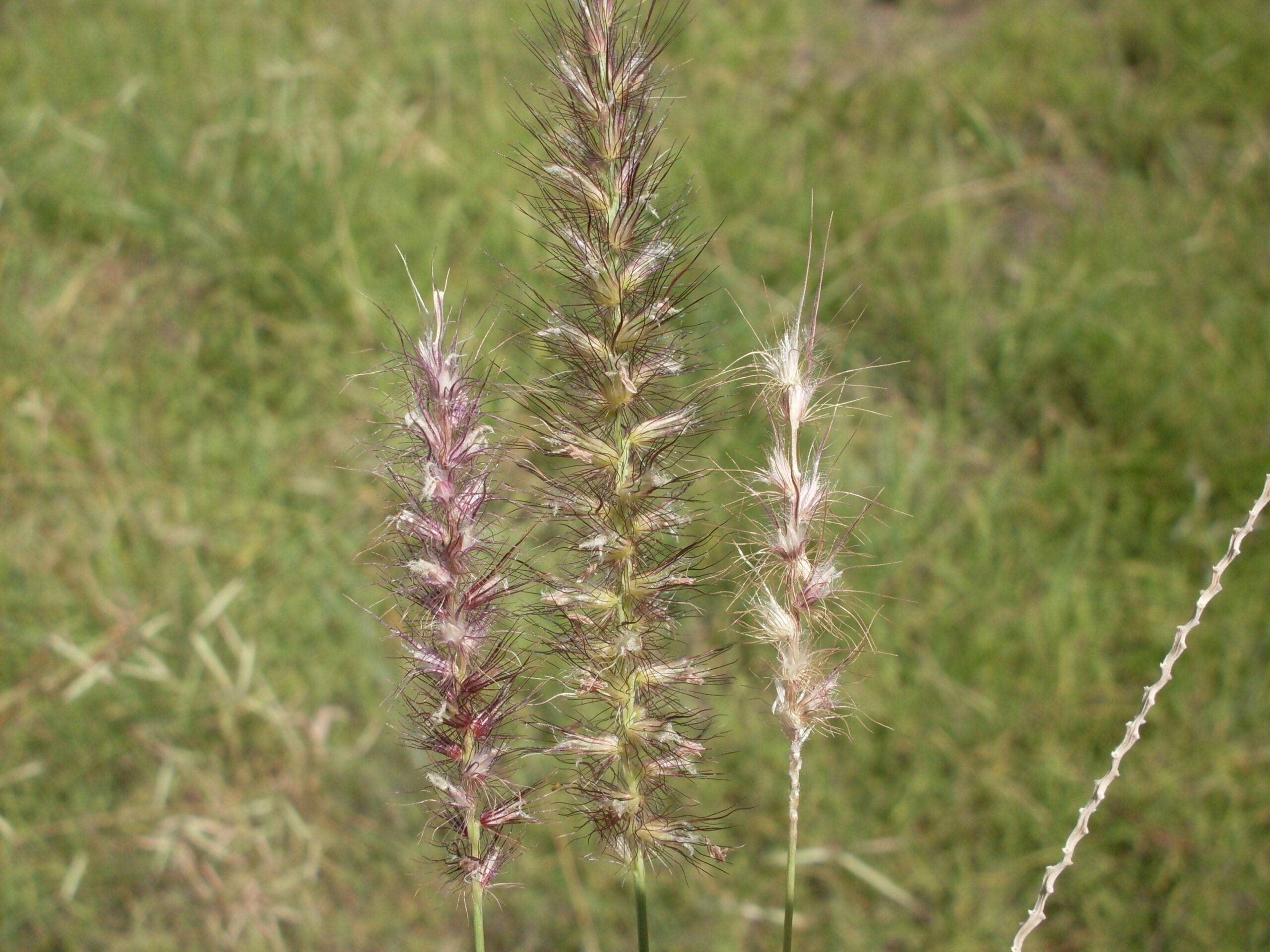 Buffel Grass In Kenya