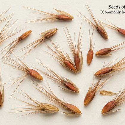 Chloris roxburghiana Grass Seeds (Price Per/Kgs)