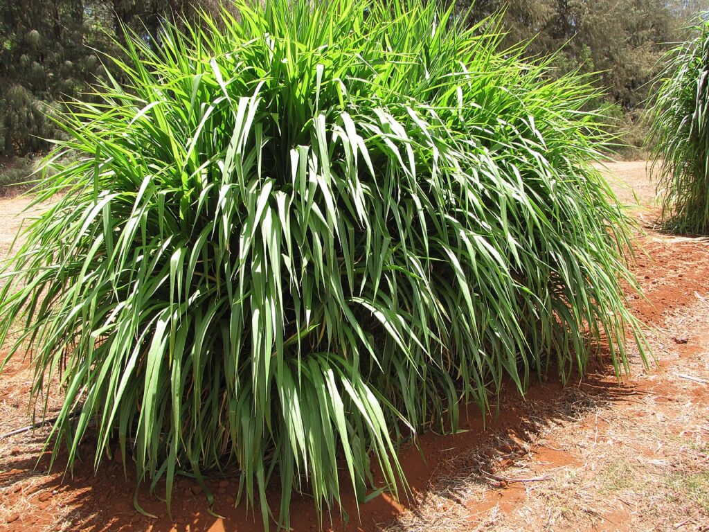 Best Grass For Dairy Cows In Kenya