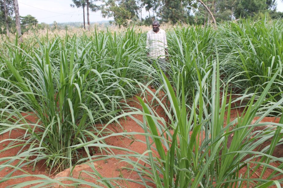 Napier Grass In Kenya