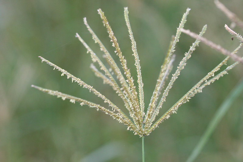 Best Grass For Dairy Cows In Kenya