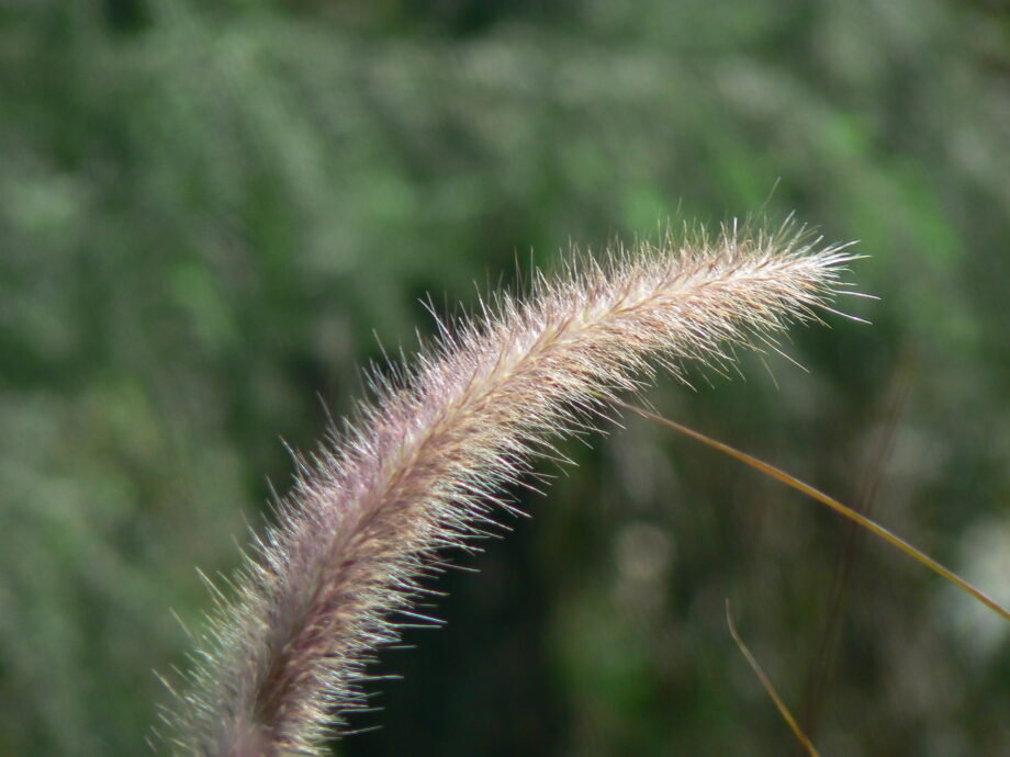 Types Of Fodder Grass In Kenya