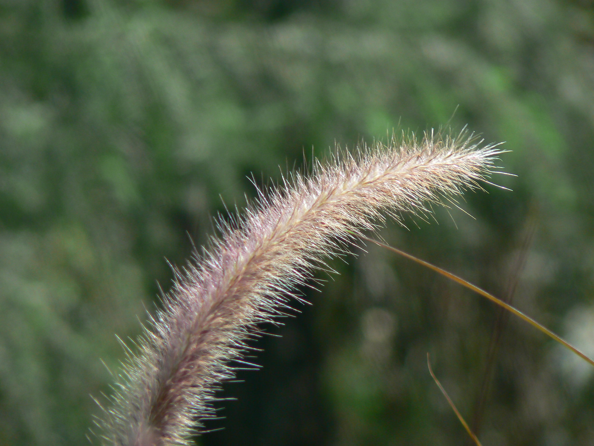 Types Of Fodder Grass In Kenya
