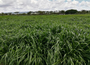 Brachiaria Grass In Kenya