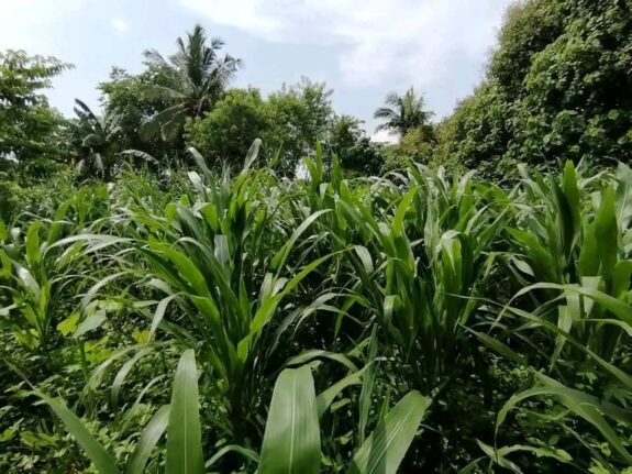 Guatemala Grass