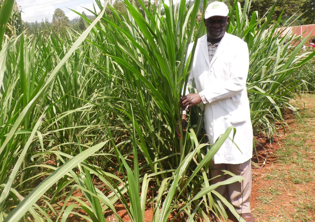 Best High-Protein Grass For Cattle (Guide For Farmers)