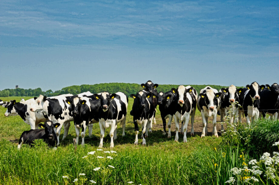 Best Grass For Dairy Cows In Kenya