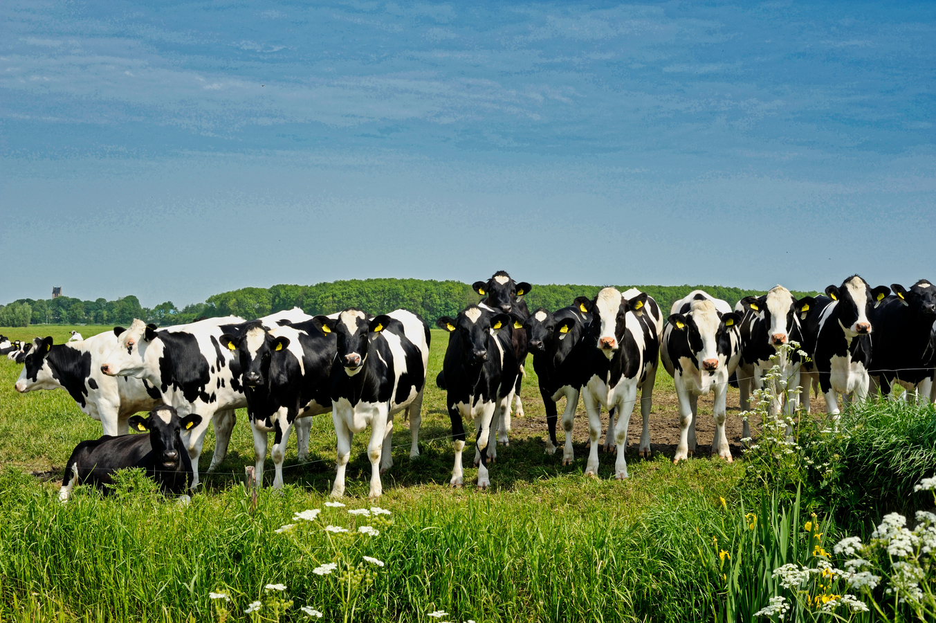 Best Grass For Dairy Cows In Kenya